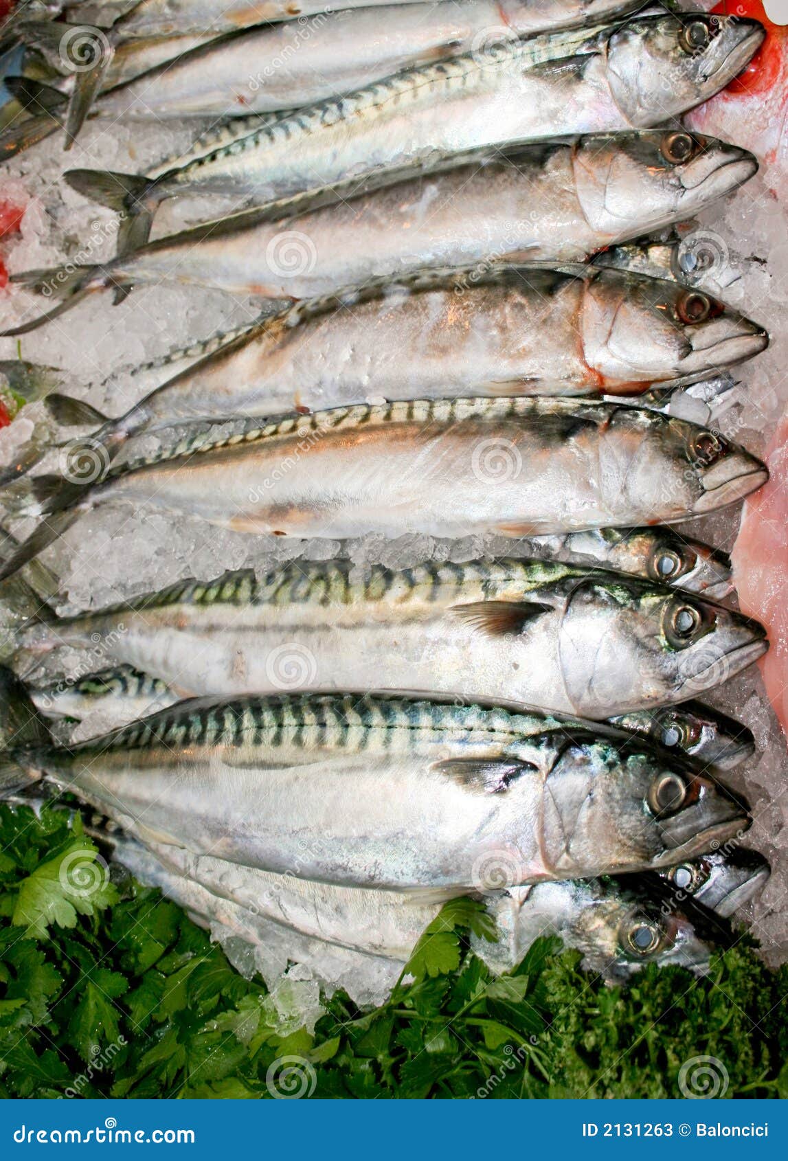 Mackerel fish stock image. Image of head, delicious, underwater 2131263