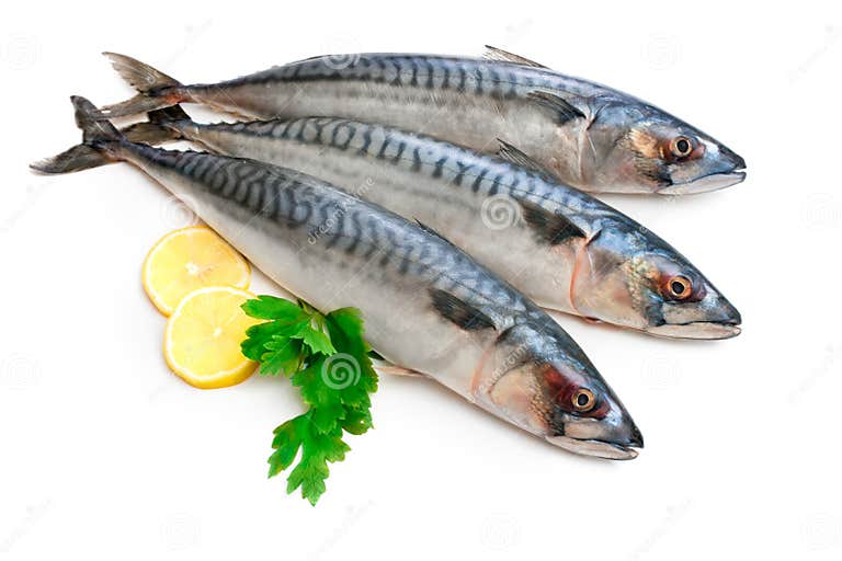 Mackerel Fish stock photo. Image of scale, horizontal 23267748