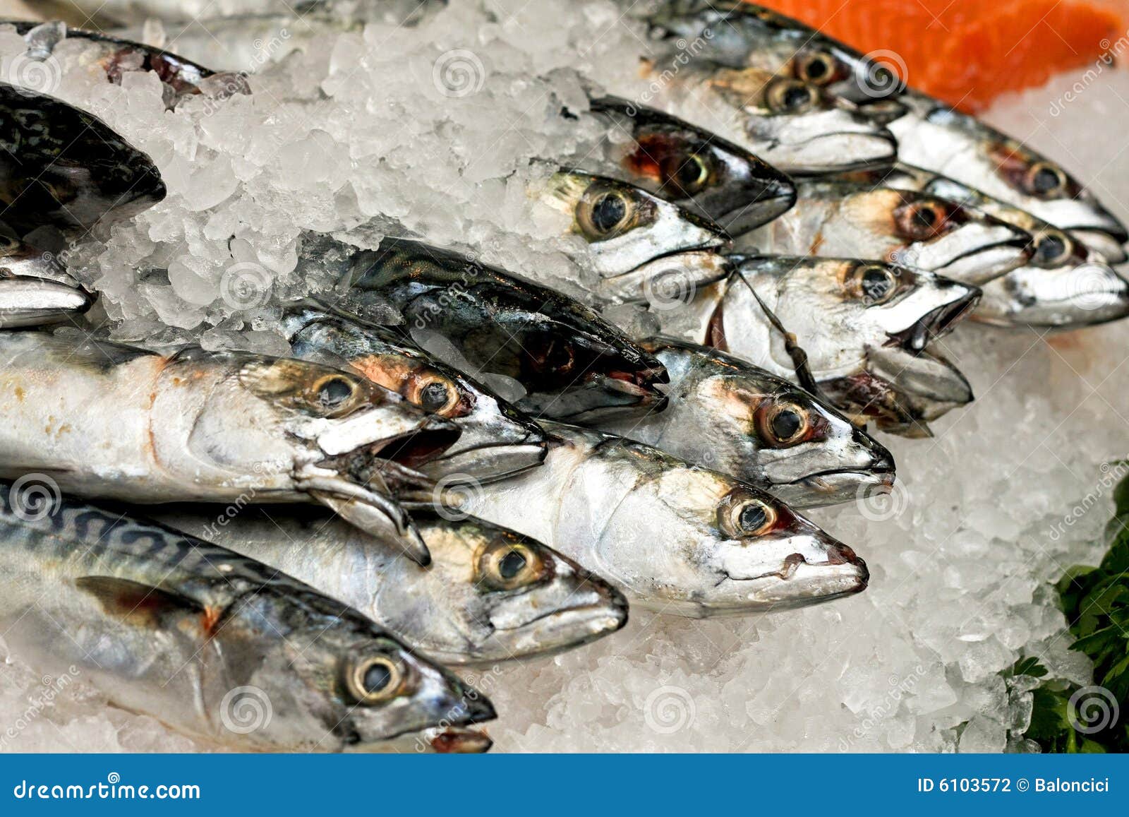 Mackerel fish stock photo. Image of nature, health, water 6103572