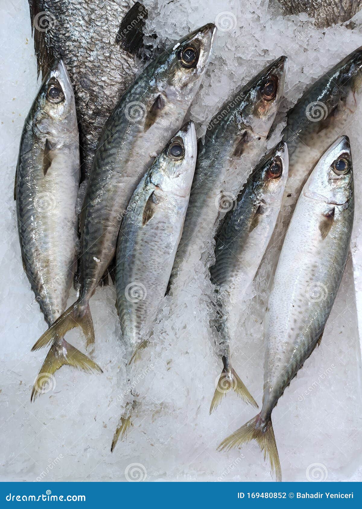 Mackerel Fish in Ice Displayed in Fish Counter Stock Photo Image of