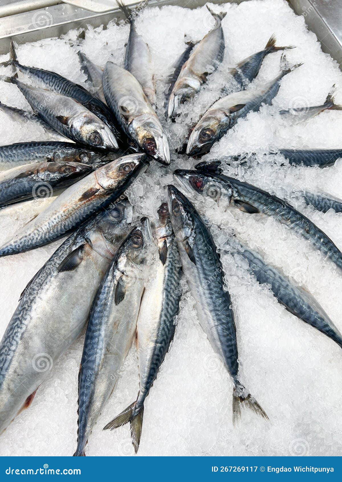 Mackerel Fish on Ice, Fresh Raw Mackerel Fish for Sale in the Market