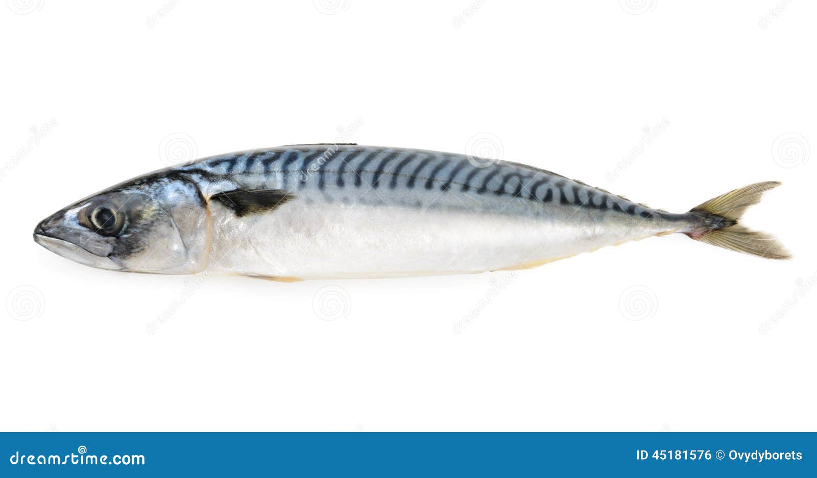 Mackerel fish isolated stock photo. Image of marine, coldblooded 45181576