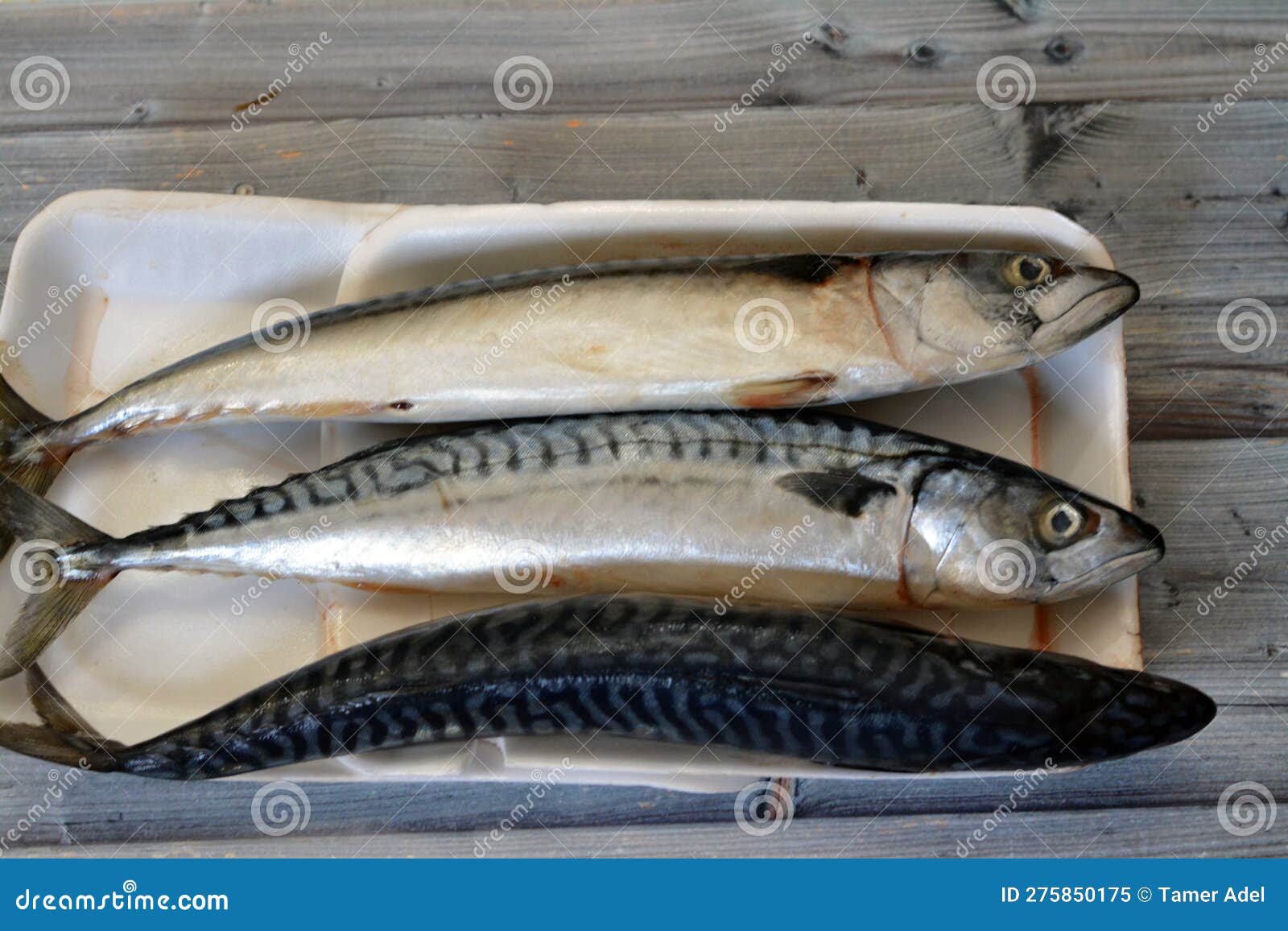 Mackerel Fish, Raw Uncooked, Different Species of Pelagic Fish