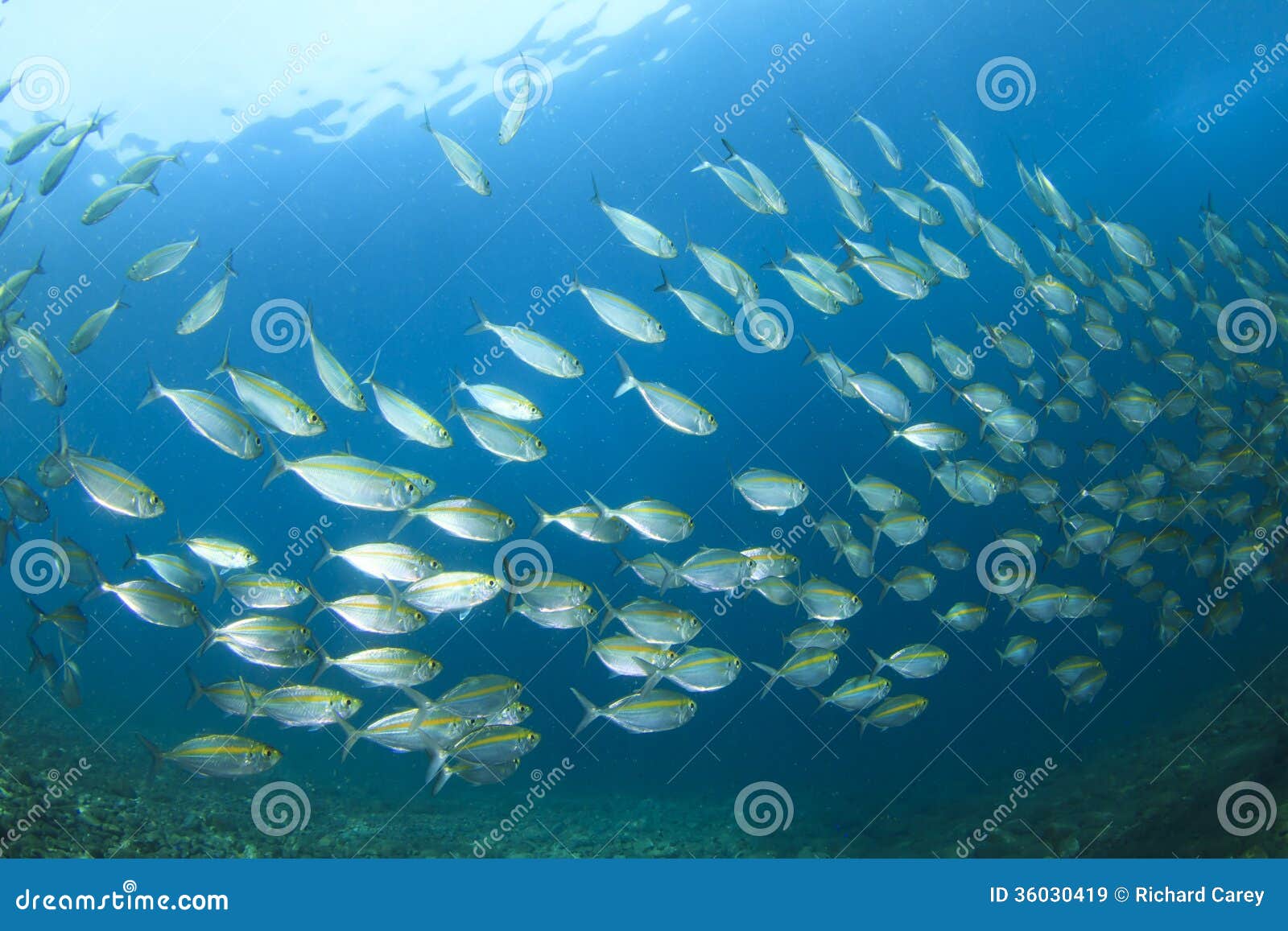 Mackerel Fish stock image. Image of indonesia, tuna, aquatic 36030419