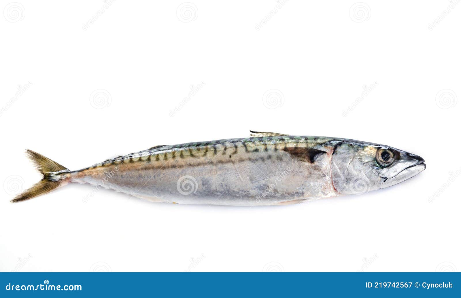Mackerel fish in studio stock image. Image of wildlife 219742567