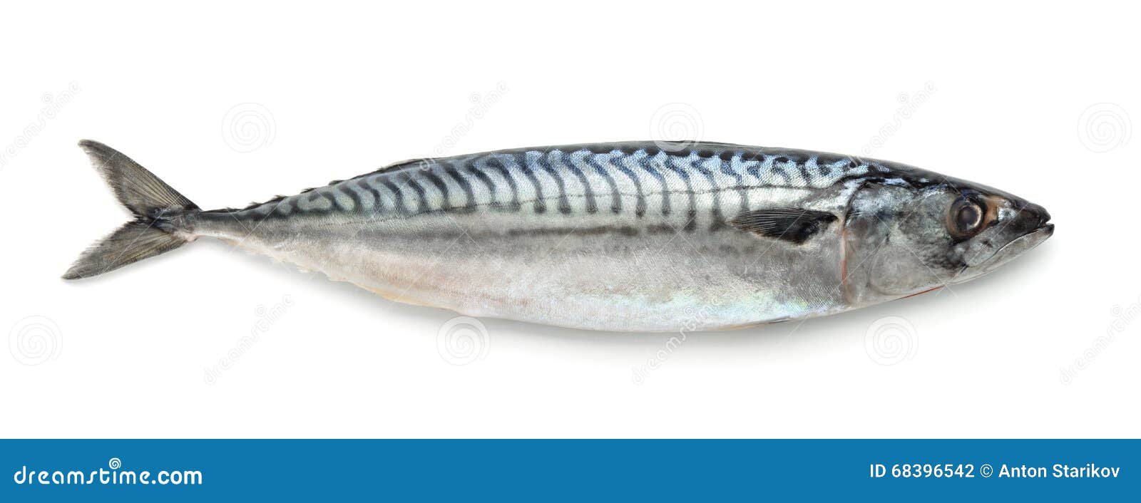 mackerel