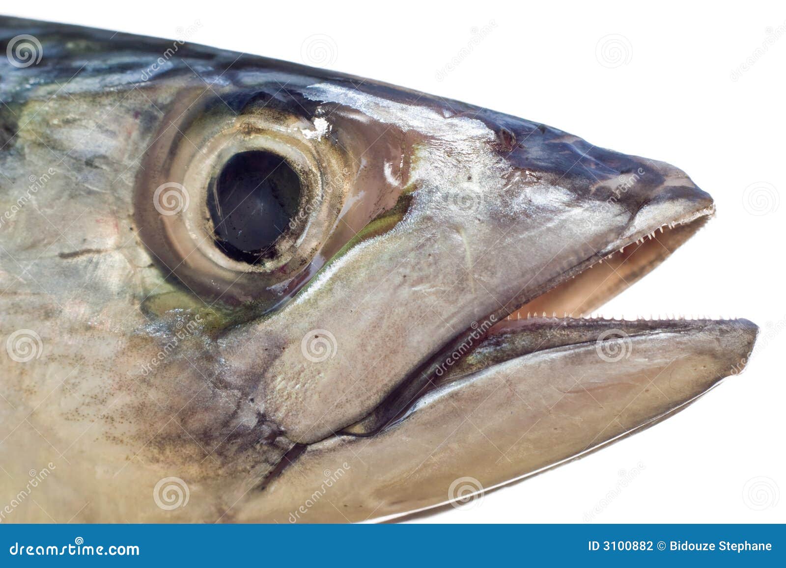 Mackerel head stock photo. Image of mackerel, ocean, silver 3100882