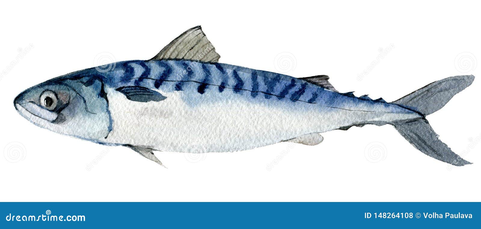 mackerel  on white, watercolor 