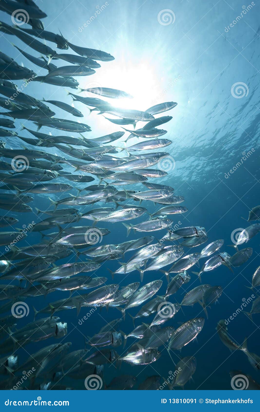 Mackerel school feeding stock image. Image of sunlight 13810091