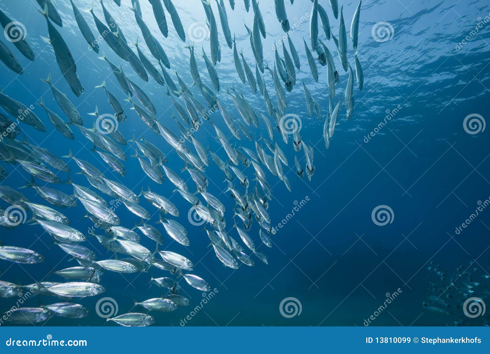 Mackerel school feeding stock image. Image of hard, coral 13810099