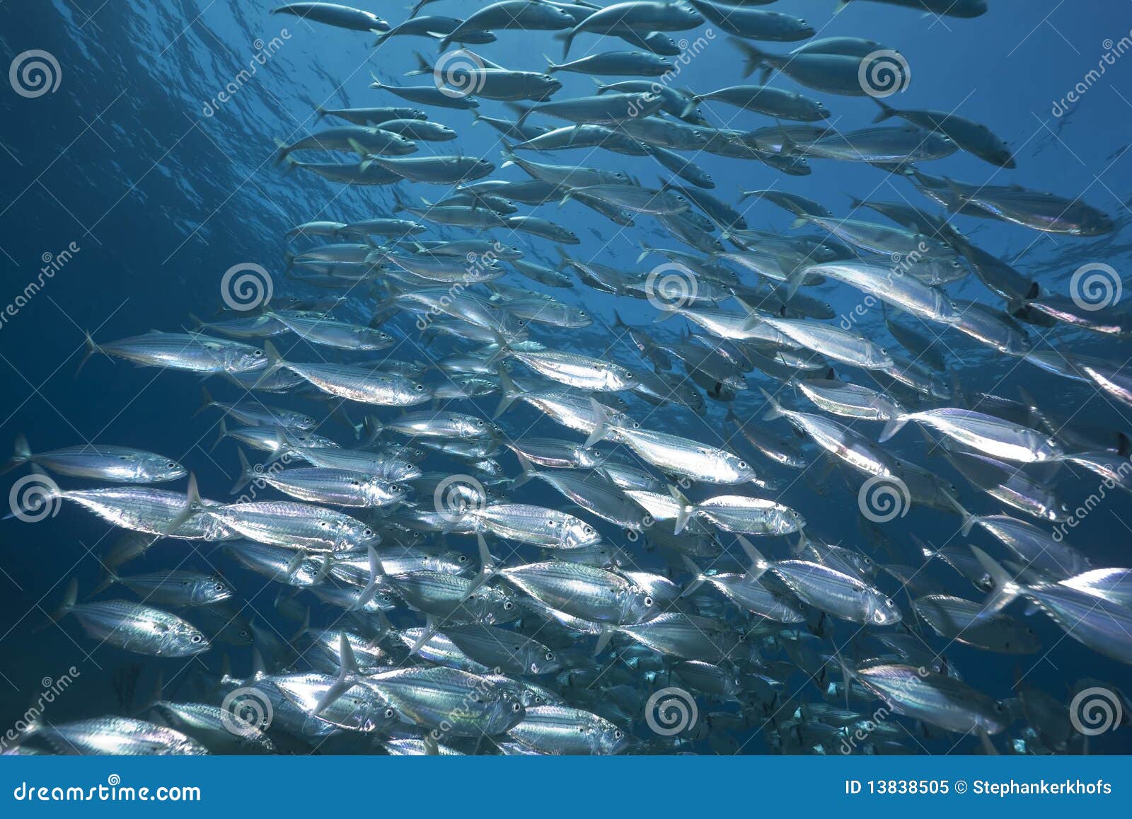 Mackerel school feeding stock image. Image of marine 13838505