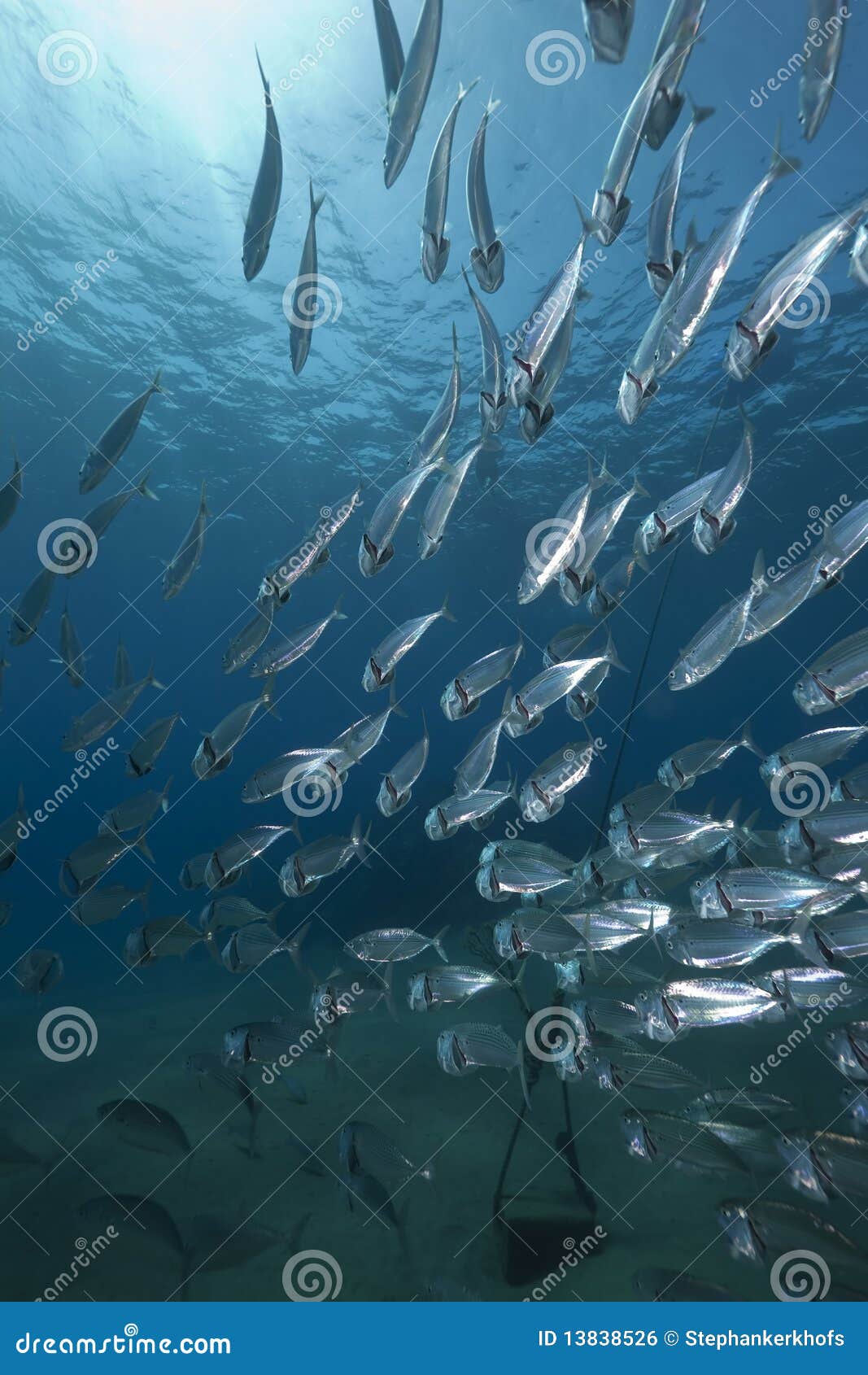 Mackerel school feeding stock photo. Image of coral, colony 13838526
