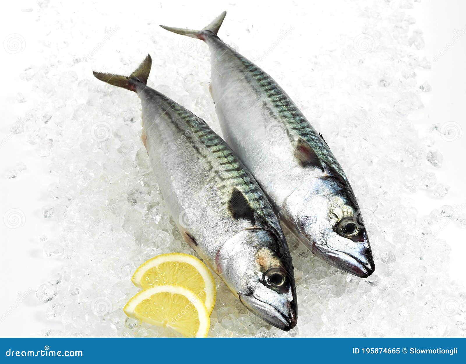 mackerel, scomber scombrus, fresh fish with lemon on ice