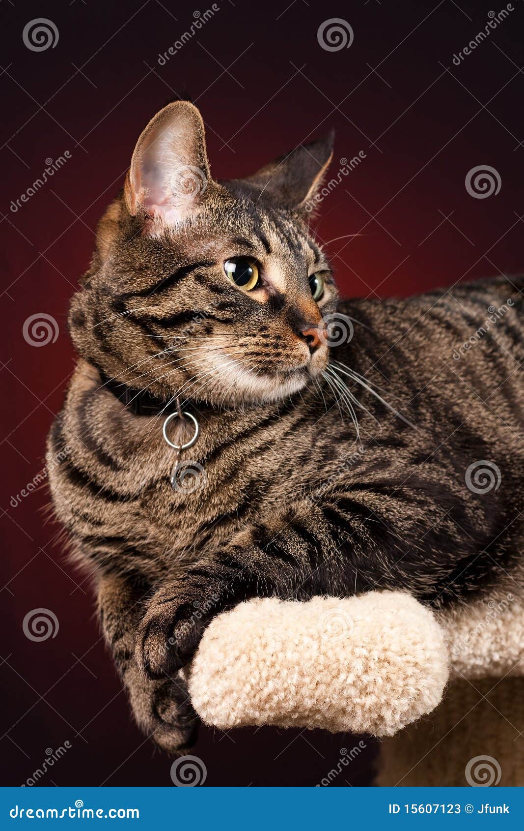 mackerel tabby kittens mackerel tabby kittens