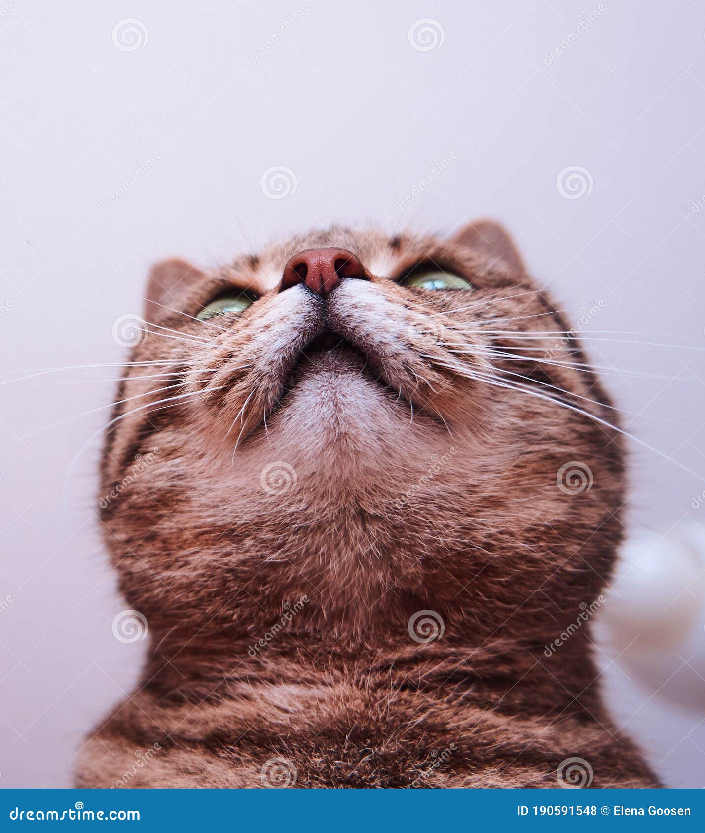 Jeg vil have Gensidig beskyldninger Mackerel Tabby Cat with Red Nose Stock Photo - Image of grey, haired:  190591548