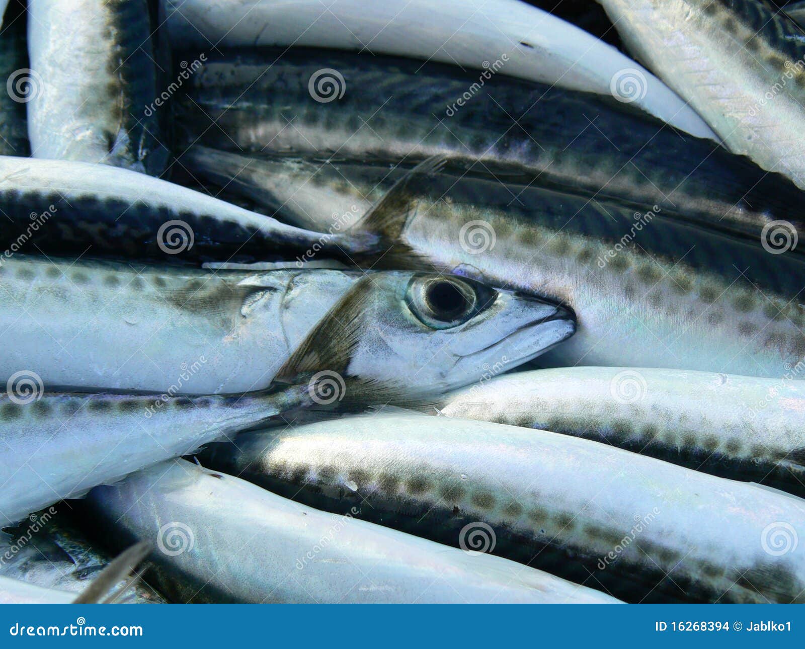 Mackerels stock photo. Image of animal, market, food 16268394