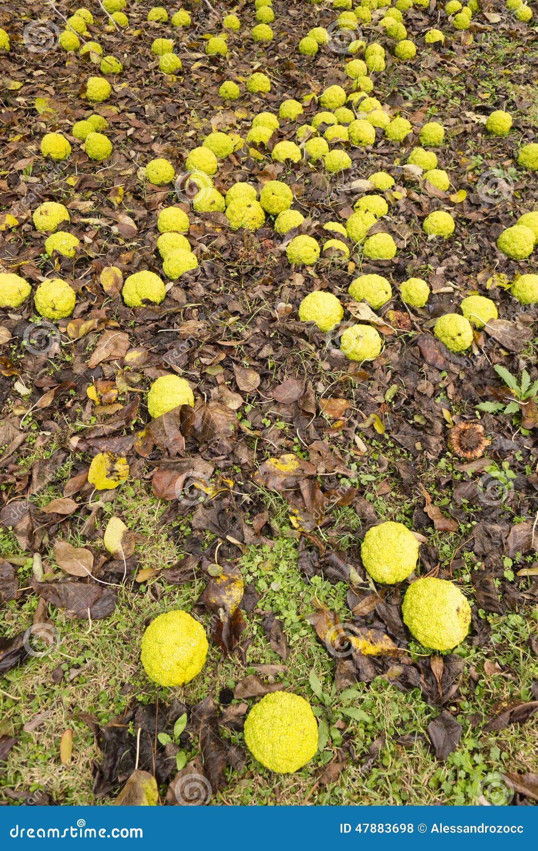 Maclura Pomifera Tree Fruits Stock Photo Image Of Ball Pomifera 47883698