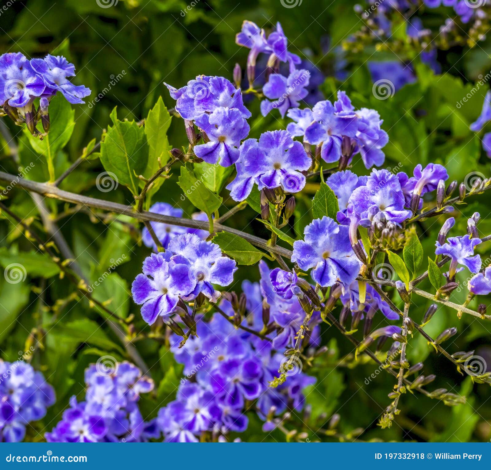 Verveine bleue