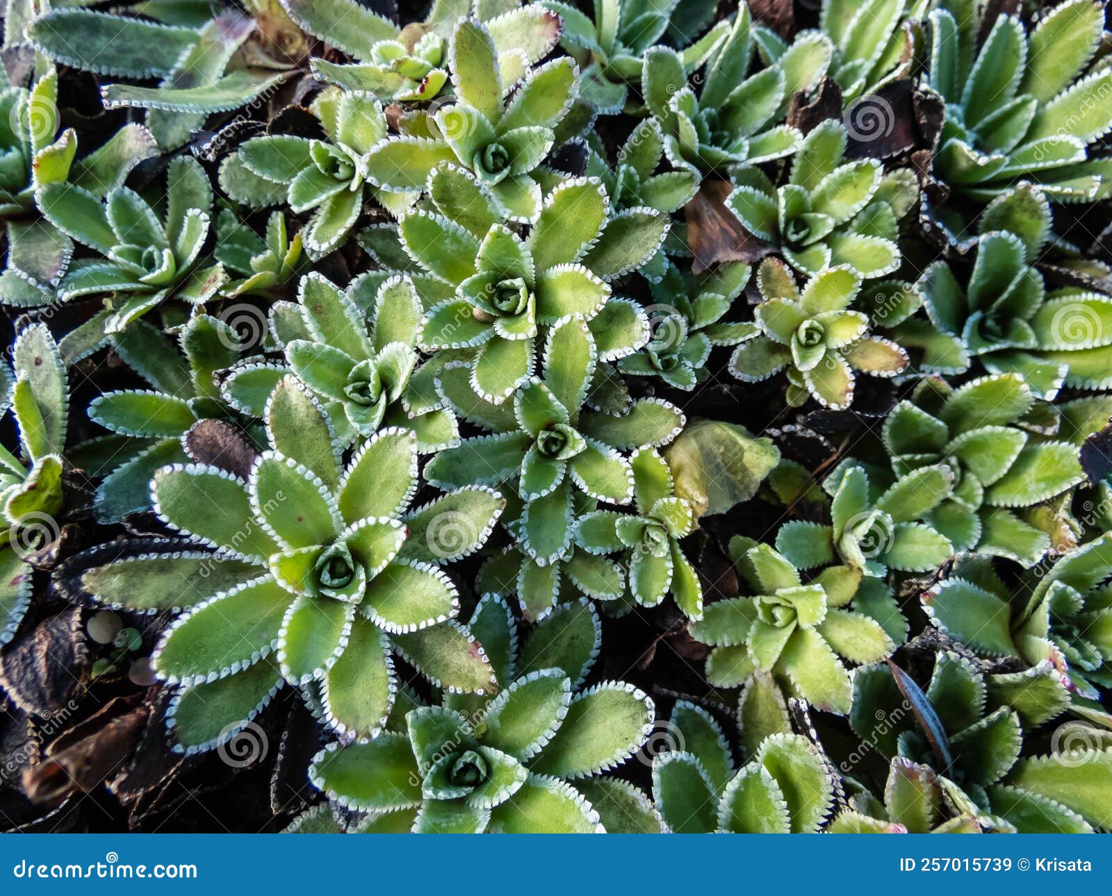 macro of the alpine saxifrage, encrusted saxifrage or silver saxifrage (saxifraga paniculata) with dense rosette foliage