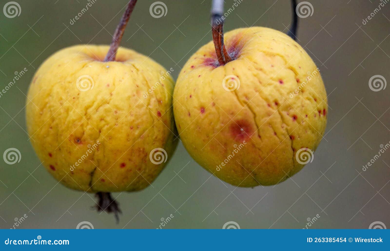 Macro of Apples Gone Bad on a Tree Stock Photo Image of closeup