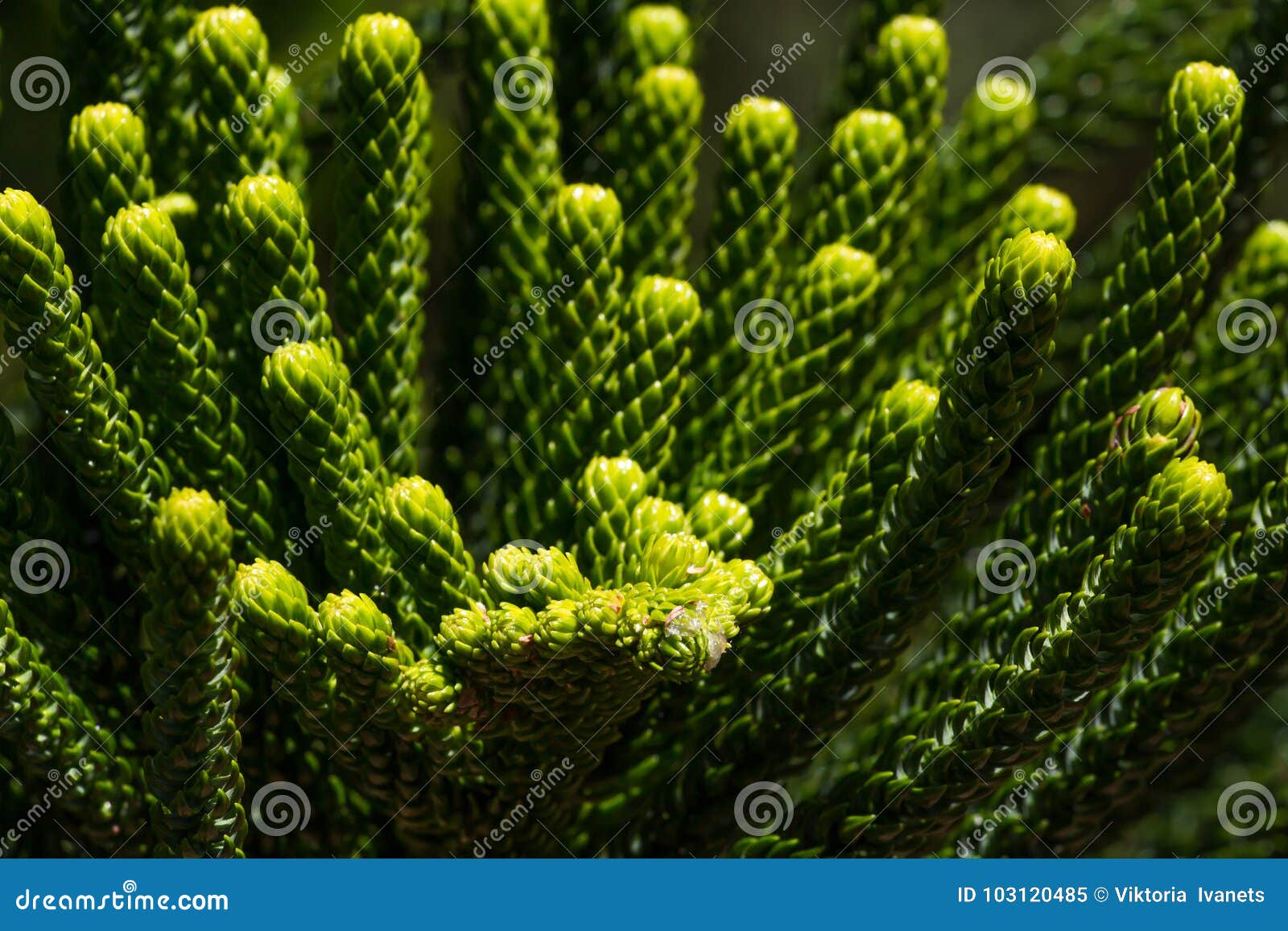 macro araucaria branches closeup. green coniferous plant. monkey puzzle tree. chilean pine