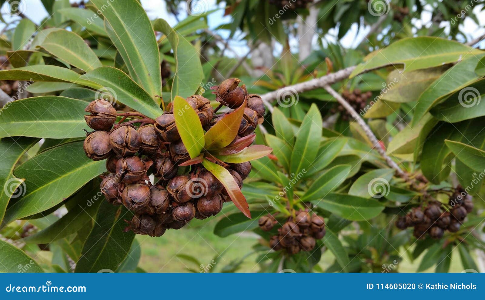Macro Australian Eucalyptus Tree Gum Nuts Stock Photo Image of wild