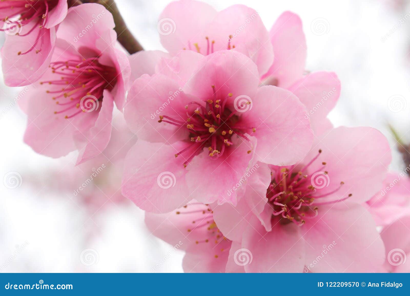 cherry blossom macro photography