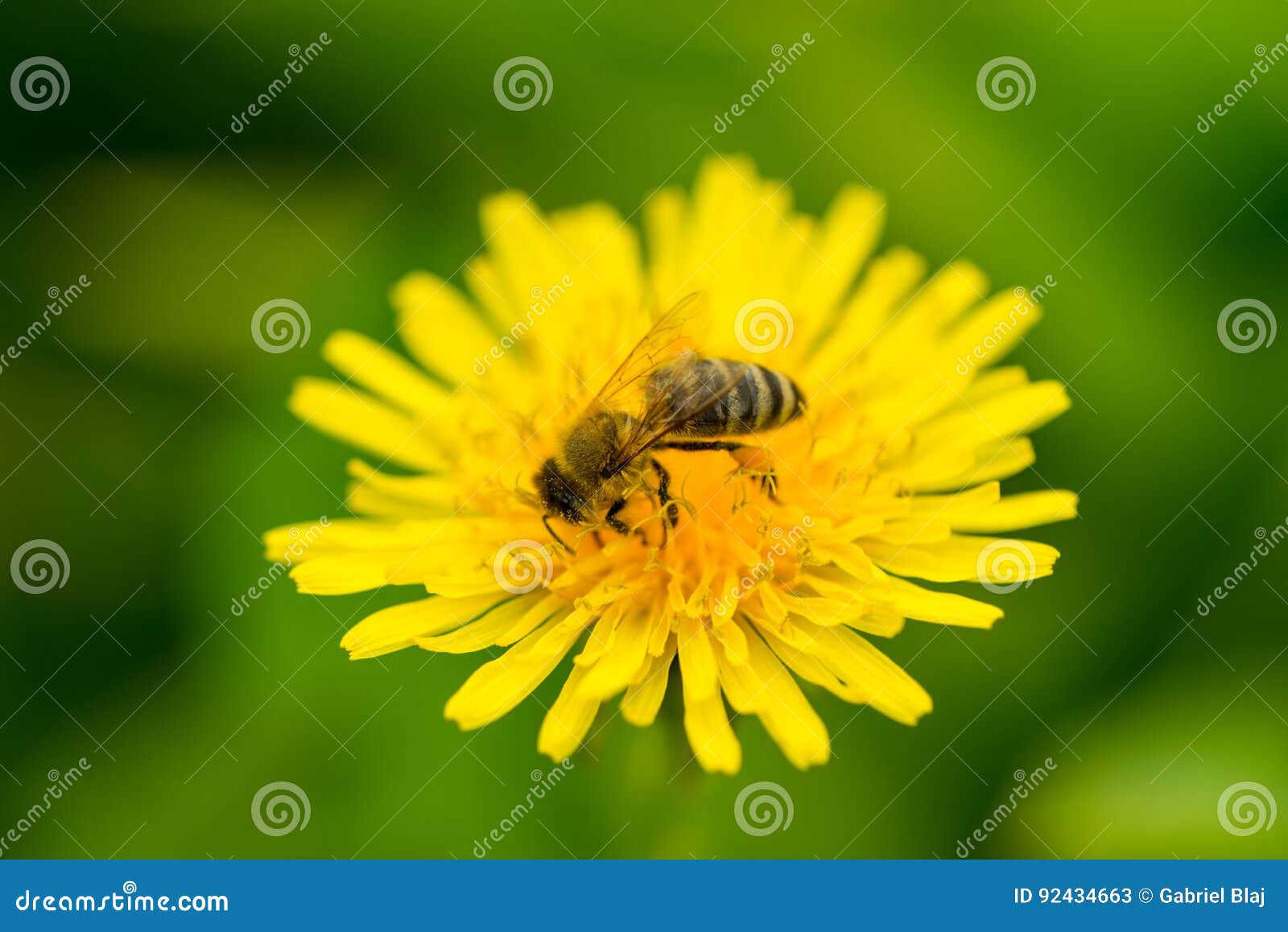 macro of bee pollinate dandelion