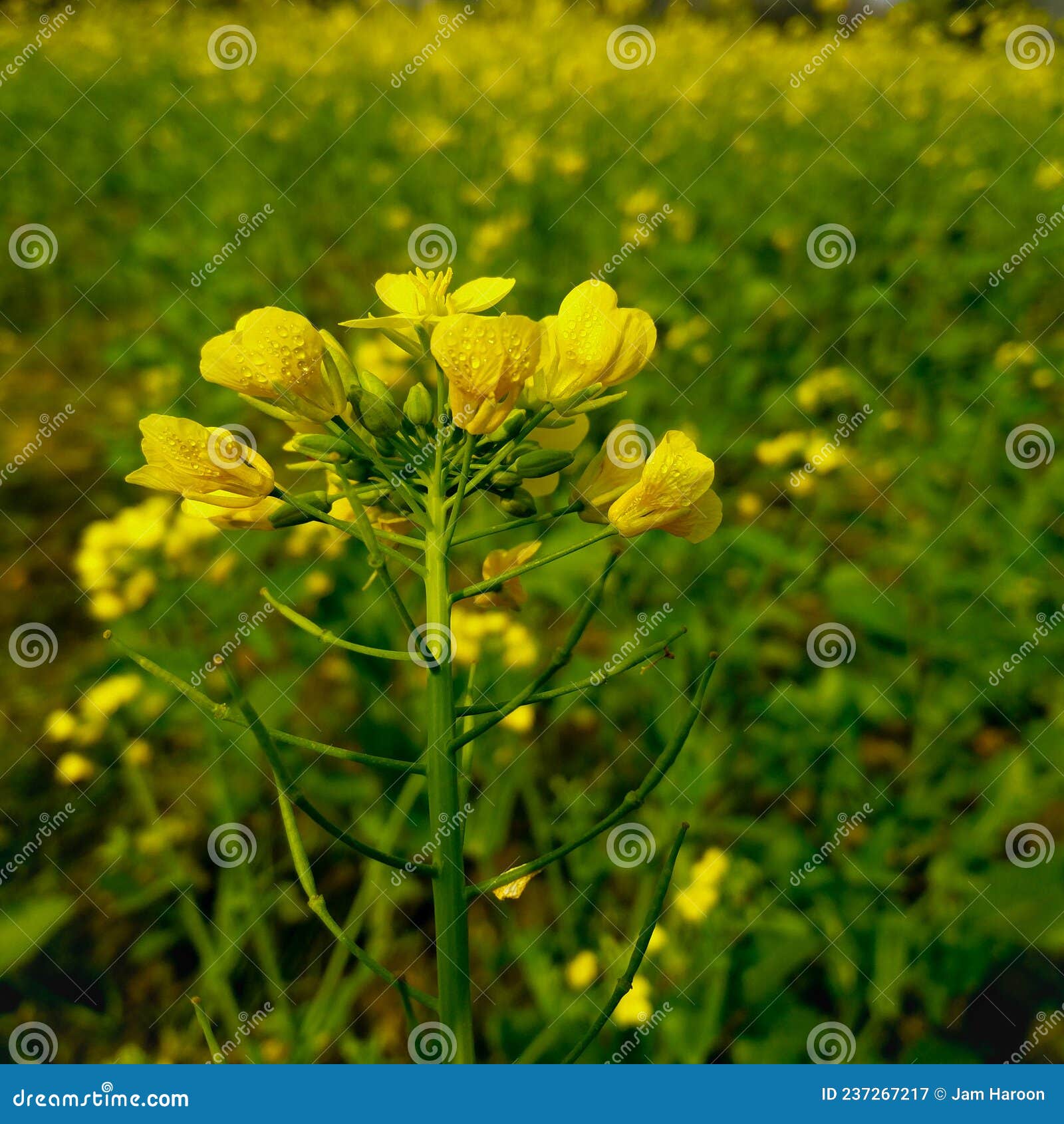 dew drops the macro of bee pollinates garden flowers.bee flying.mustard flower.rapeseed flower. rapeseed. pollination.