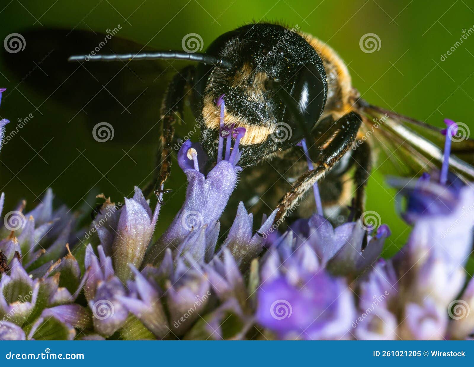 Macro of a Bee on Violet Flowers. Stock Image Image of animal, wild 261021205