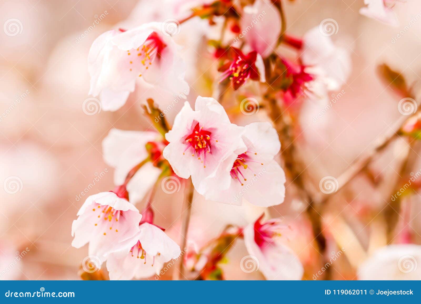 Macro Belle Fleur Blanche Et Rose I De Sakura De Fleurs De Cerisier