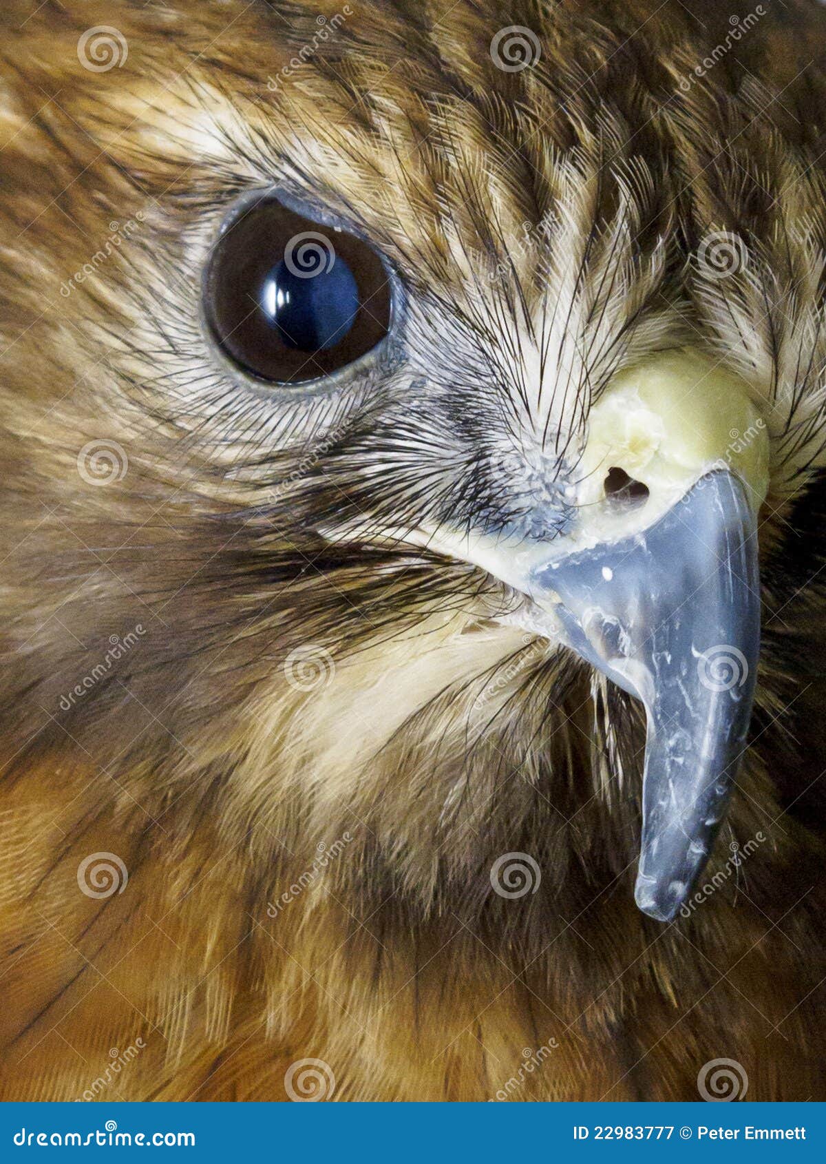 macro of bird of prey eye and beak