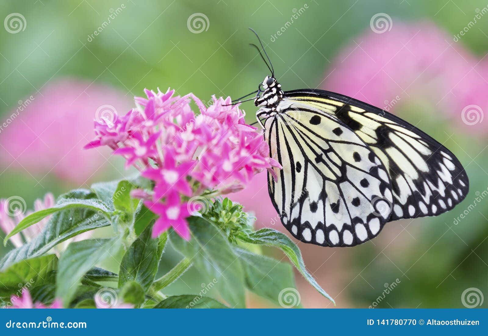 Macro Of A Black And White Butterfly Sitting On Pink Flowers Stock
