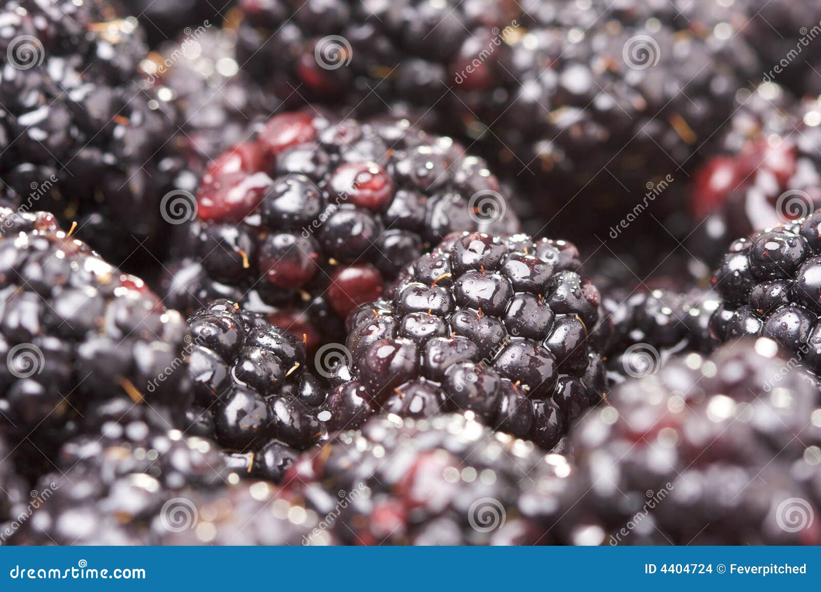 Macro Blackberries with Water Drops Stock Photo Image of plant