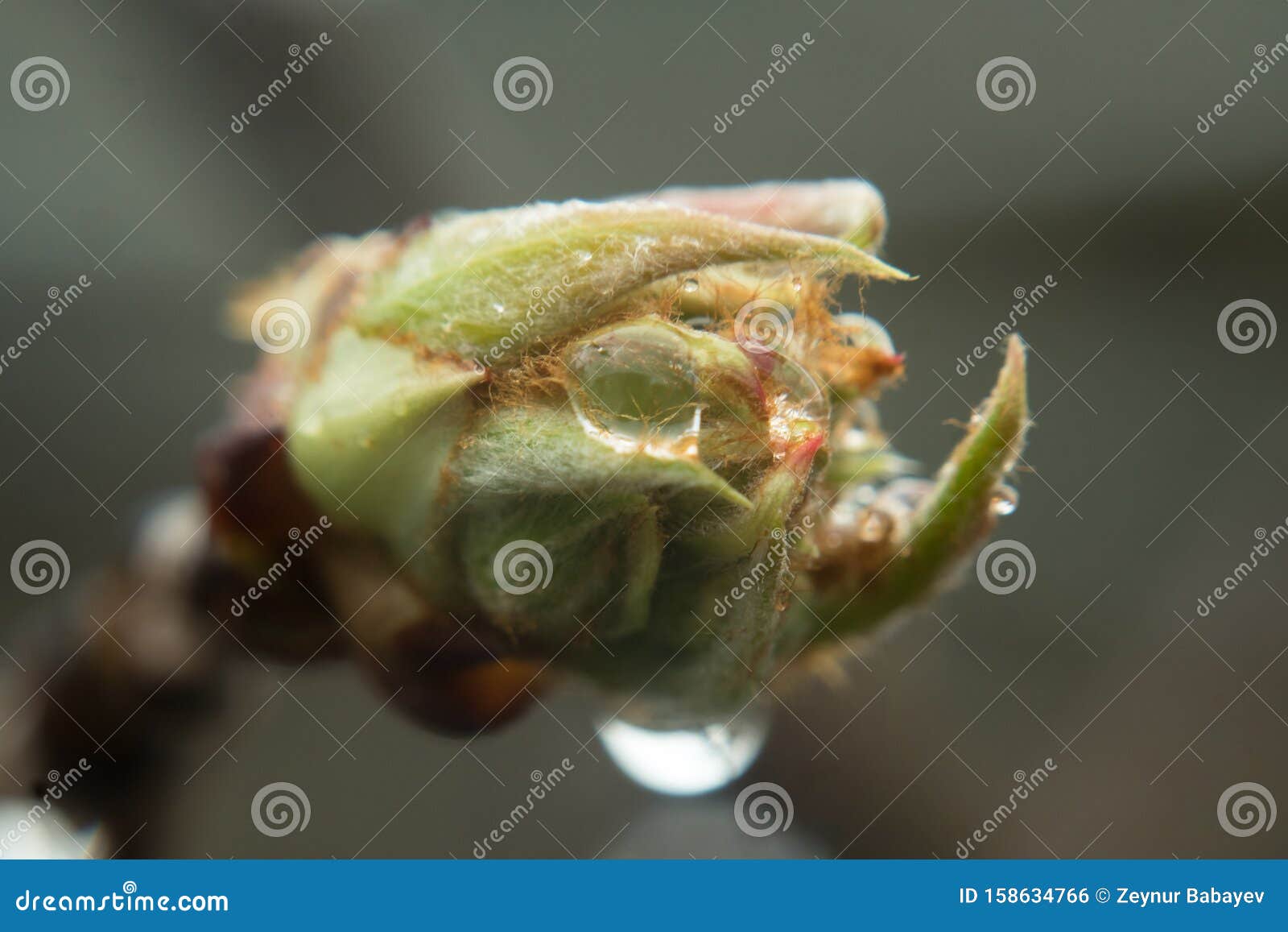 macro of blooming fruit tree bud leaf and rain drop on it.
