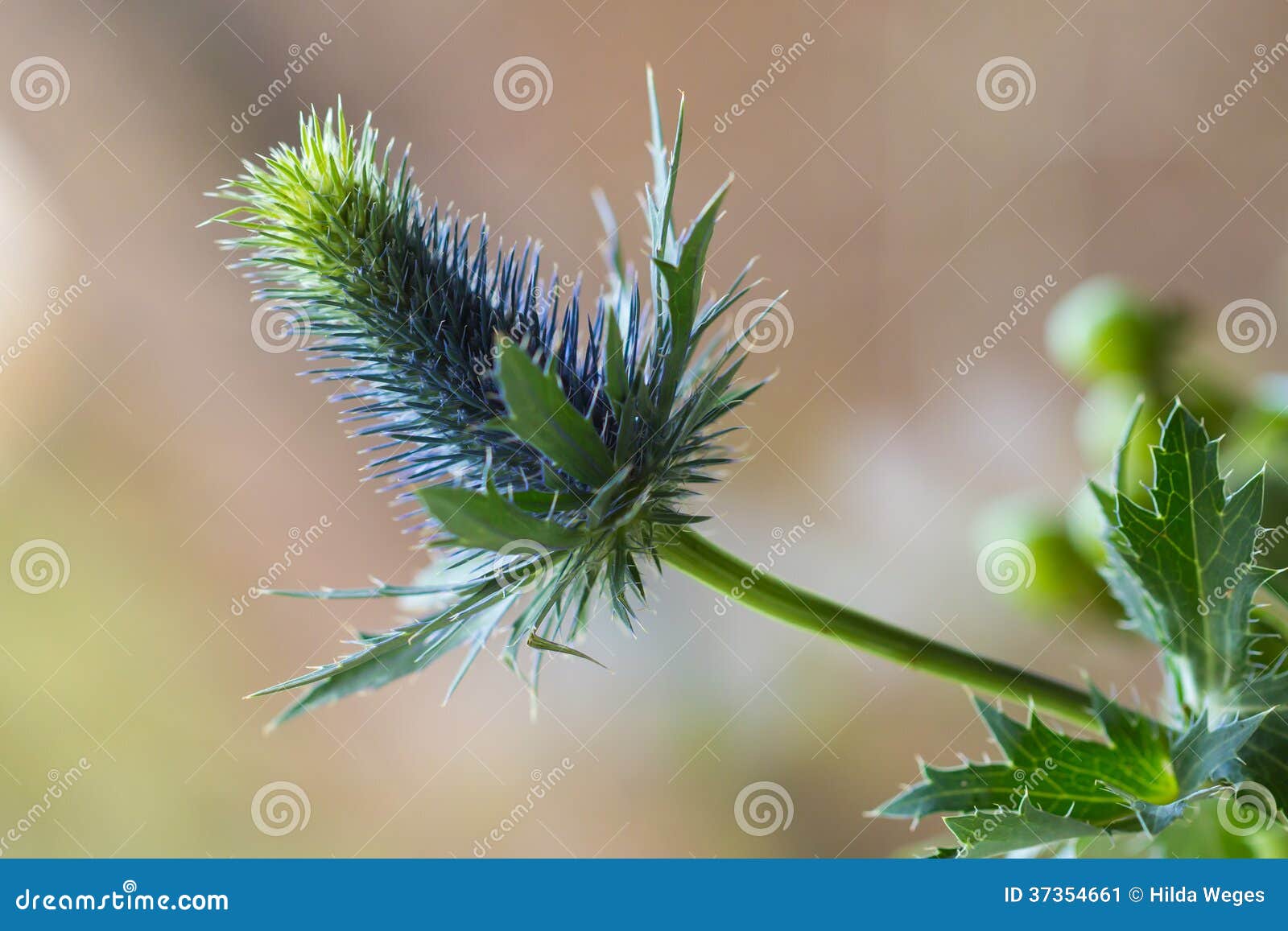 Macro of blue thistle stock image. Image of botany, bouquet 37354661