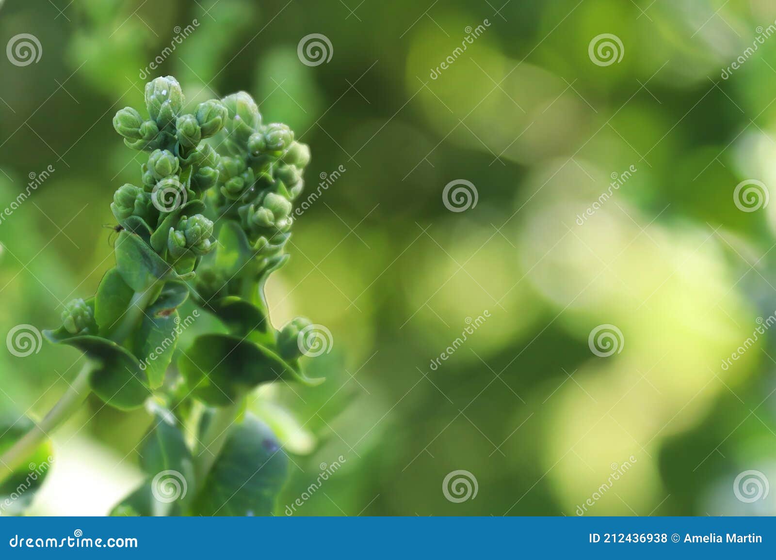 Macro of Bolted Spinach Going To Buds Stock Photo Image of reproduce