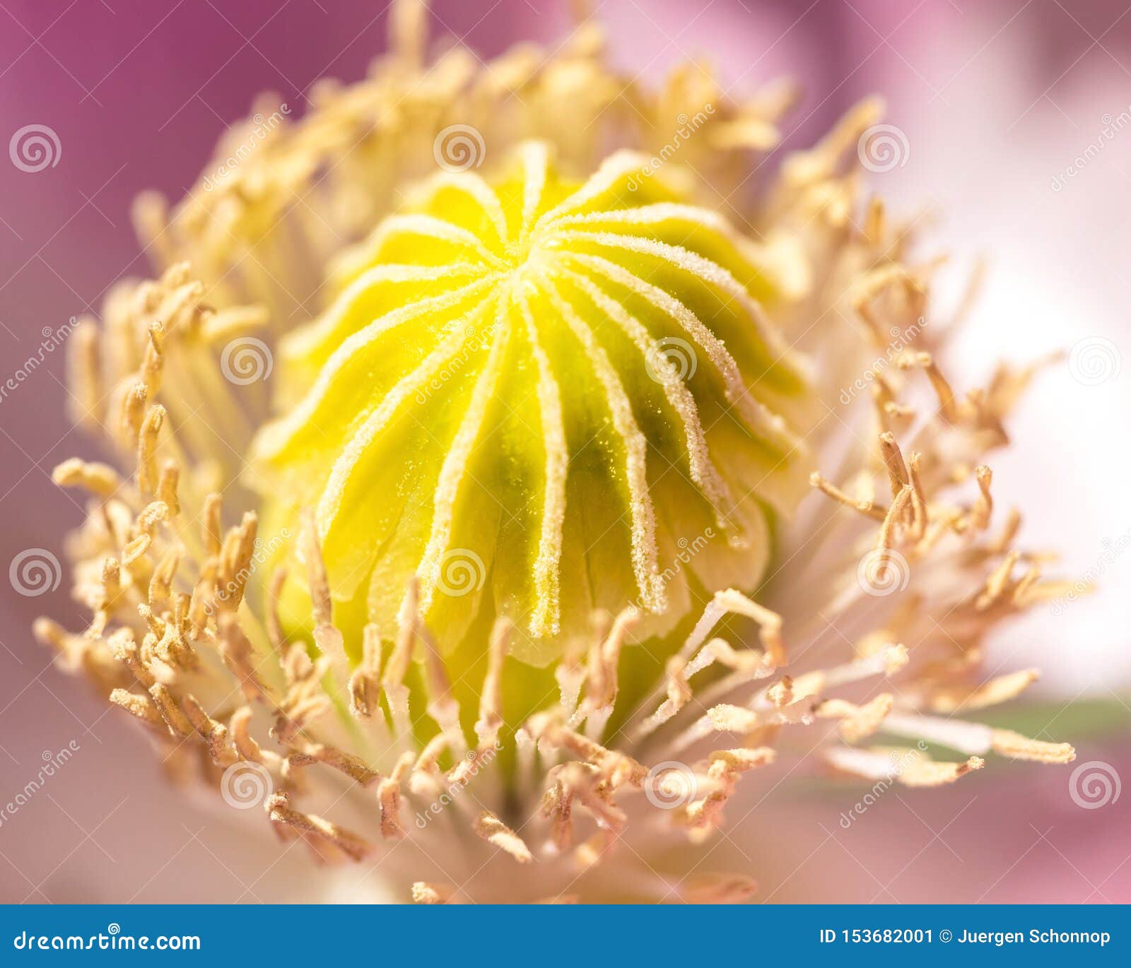 Macro of breadseed poppy stock image. Image of close 153682001