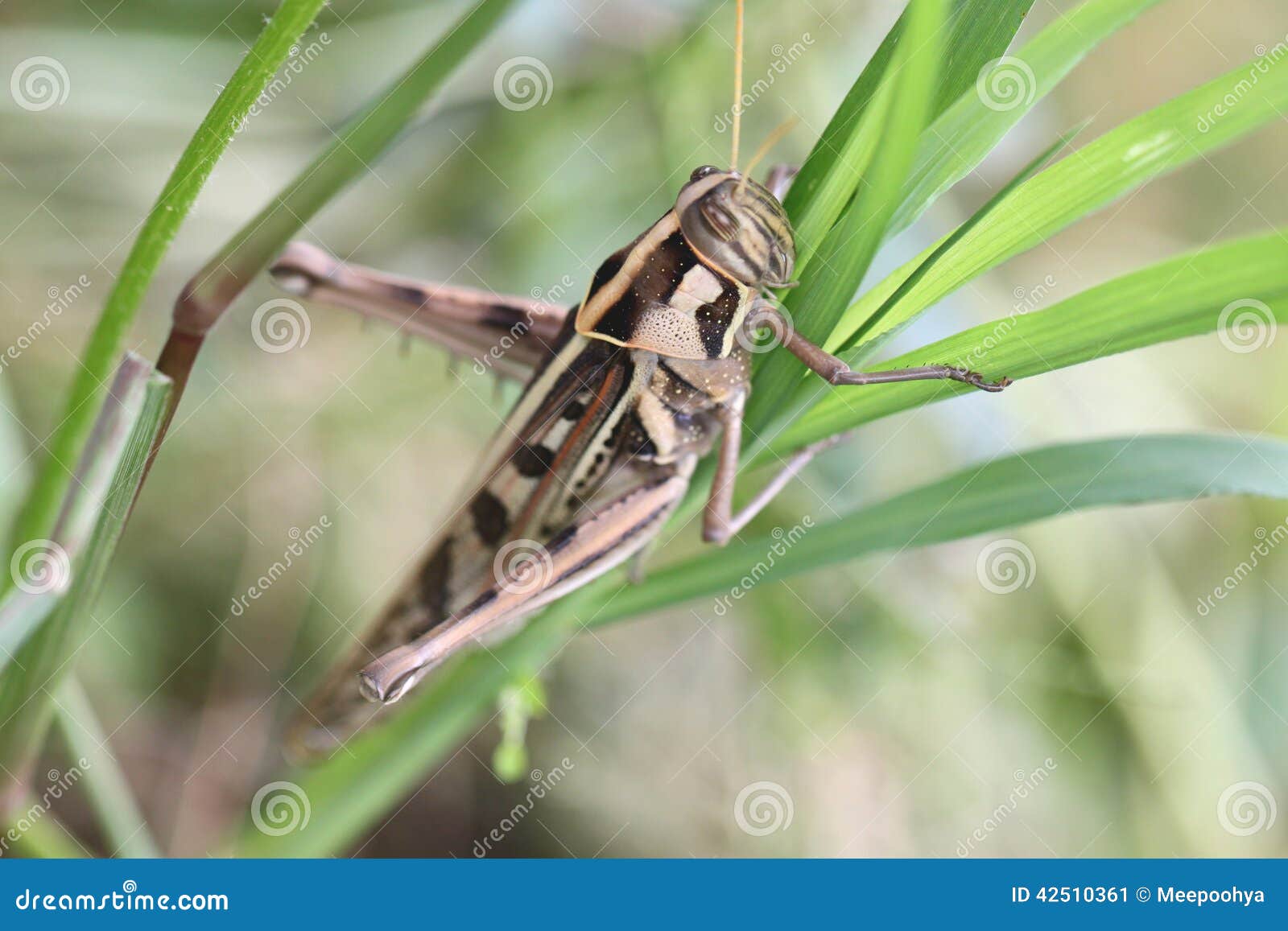 Macro of brown grasshopper perched on leaf. Macro of brown grasshopper perched on leaf in the garden.