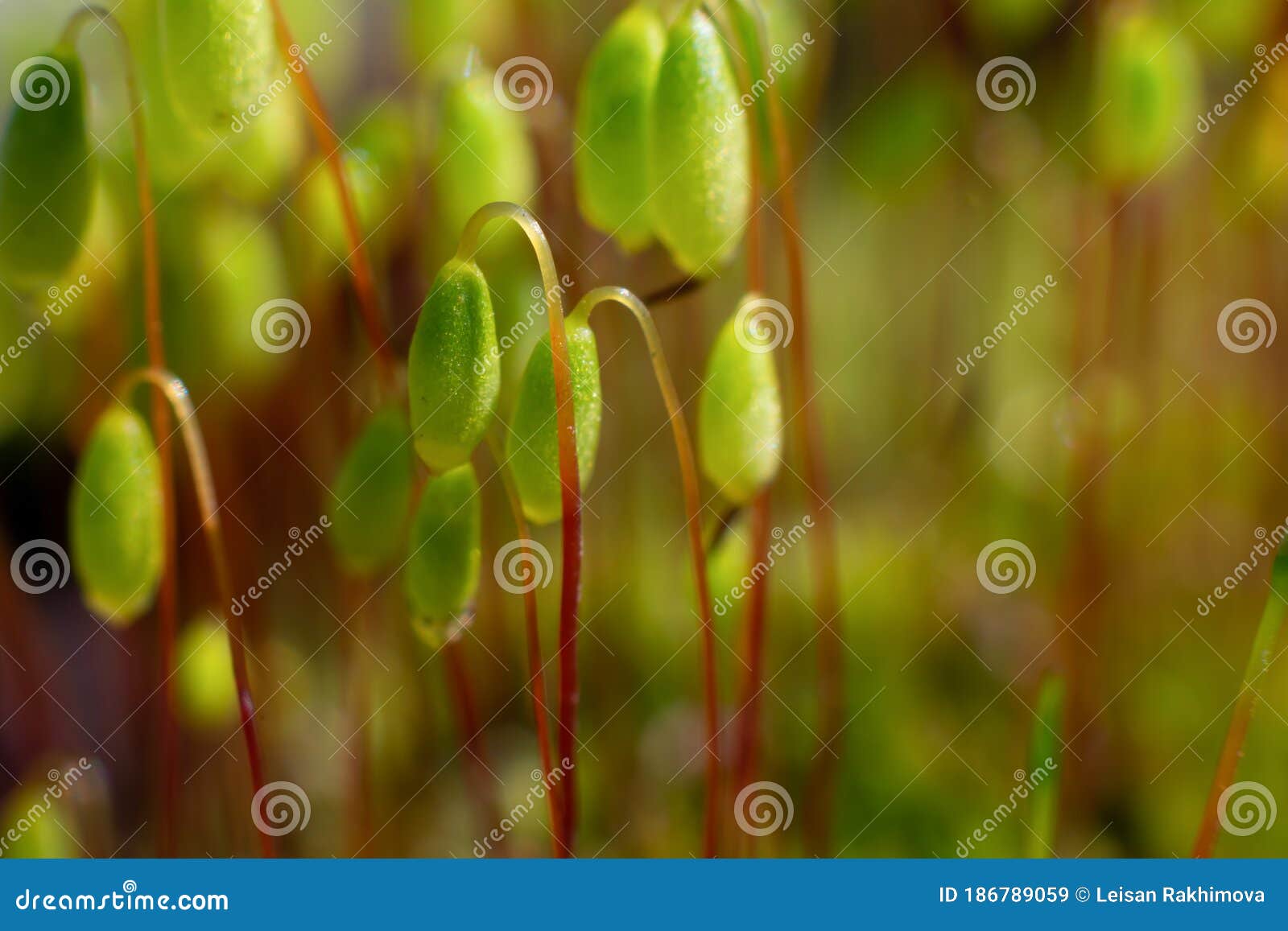 https://www.dreamstime.com/macro-bryum-moss-pohlia-nutans-green-spore-capsules-growing-ground-close-up-photo-macro-bryum-moss-pohlia-nutans-image186789059