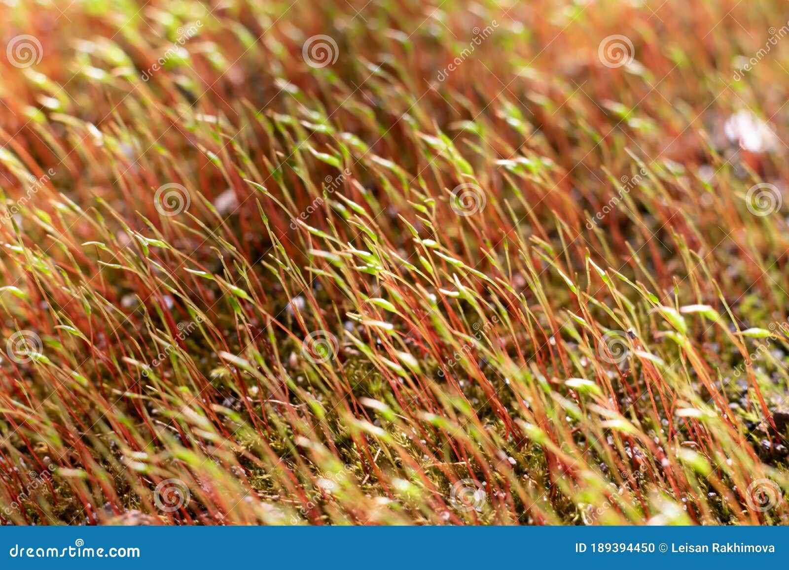 https://www.dreamstime.com/macro-bryum-moss-pohlia-nutans-green-spore-capsules-growing-ground-tiny-plants-macro-bryum-moss-pohlia-nutans-image189394450