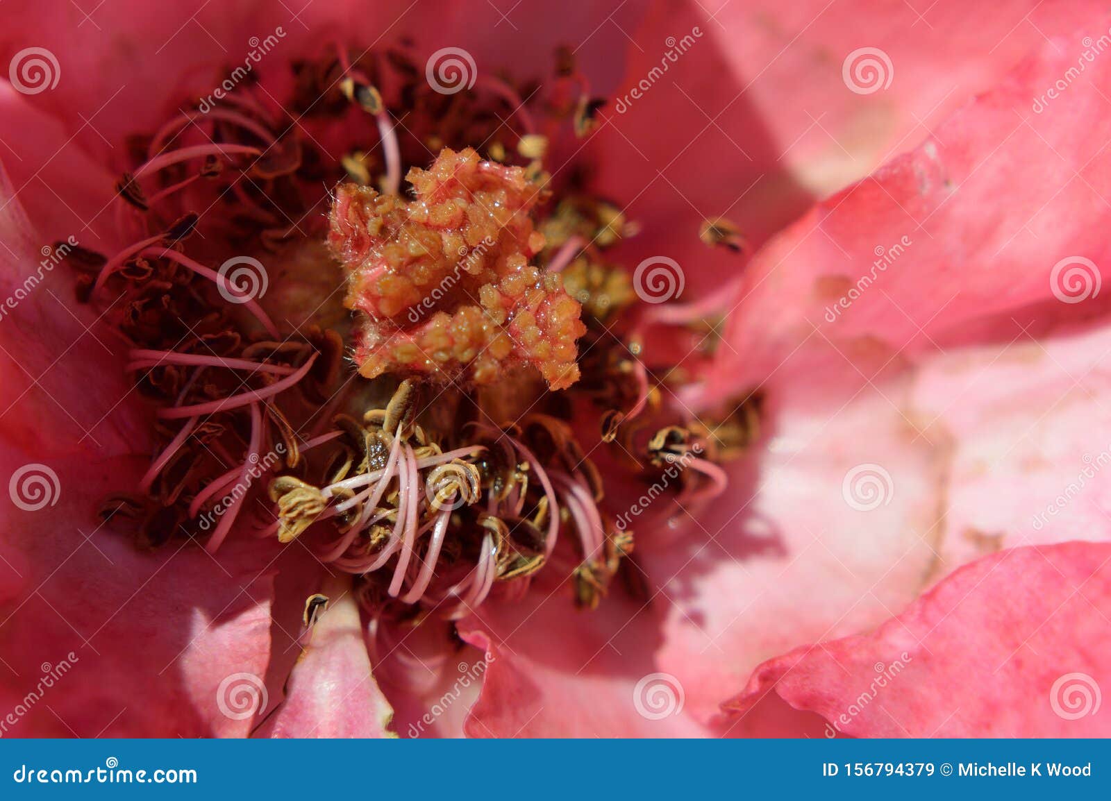 macro center parts of rose showing pistil stamen stigma filaments