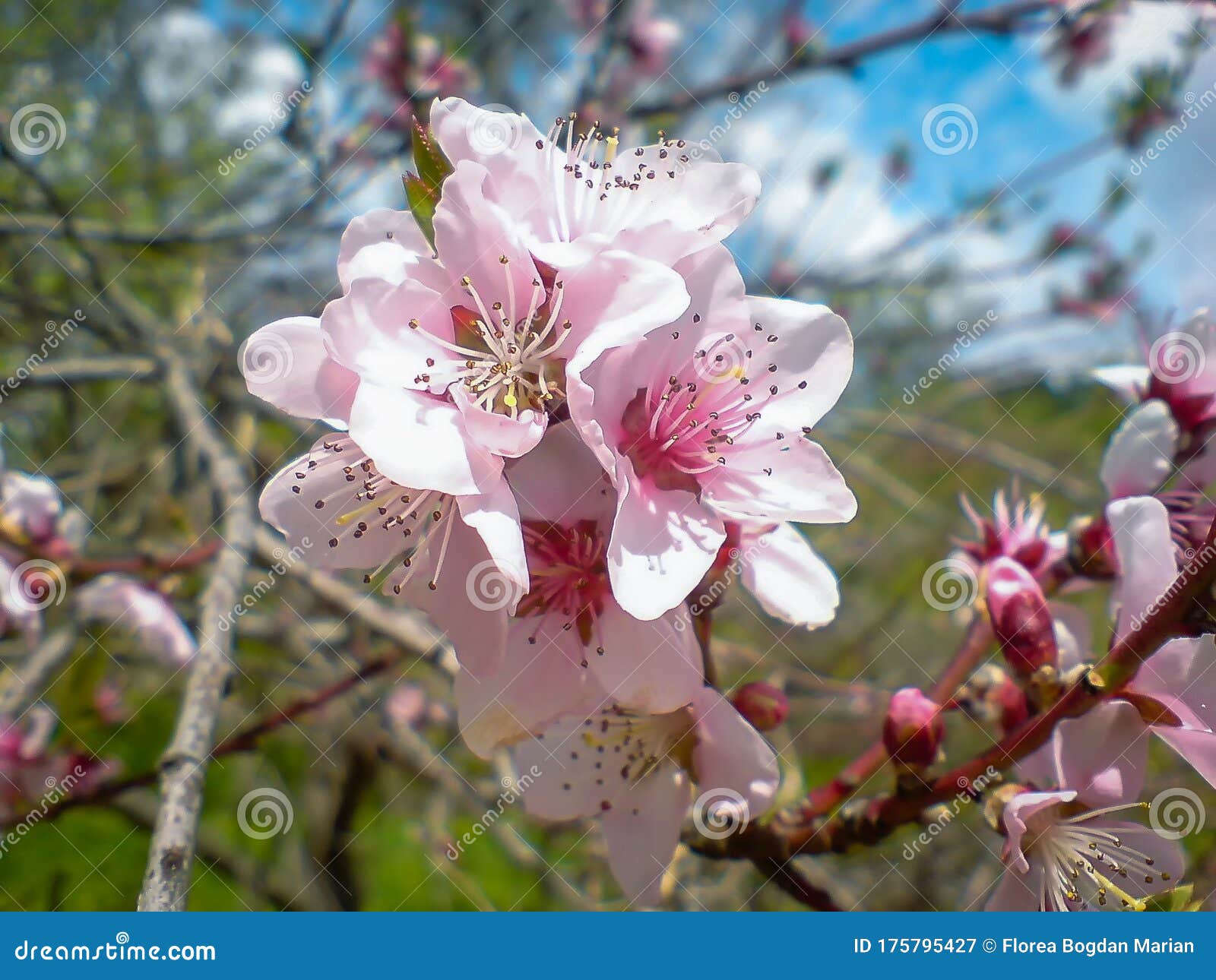 macro cherry blossoms from the carpathian mountains