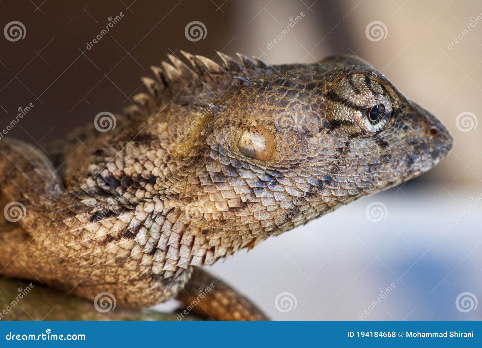 calotes, oriental garden lizard
