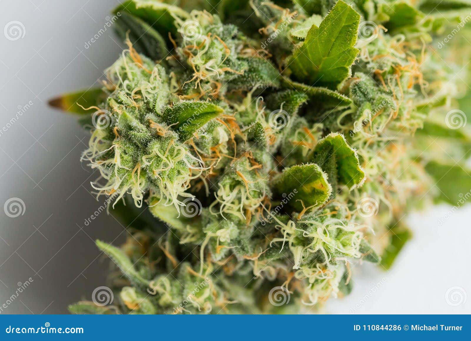 macro medical term macro medical term