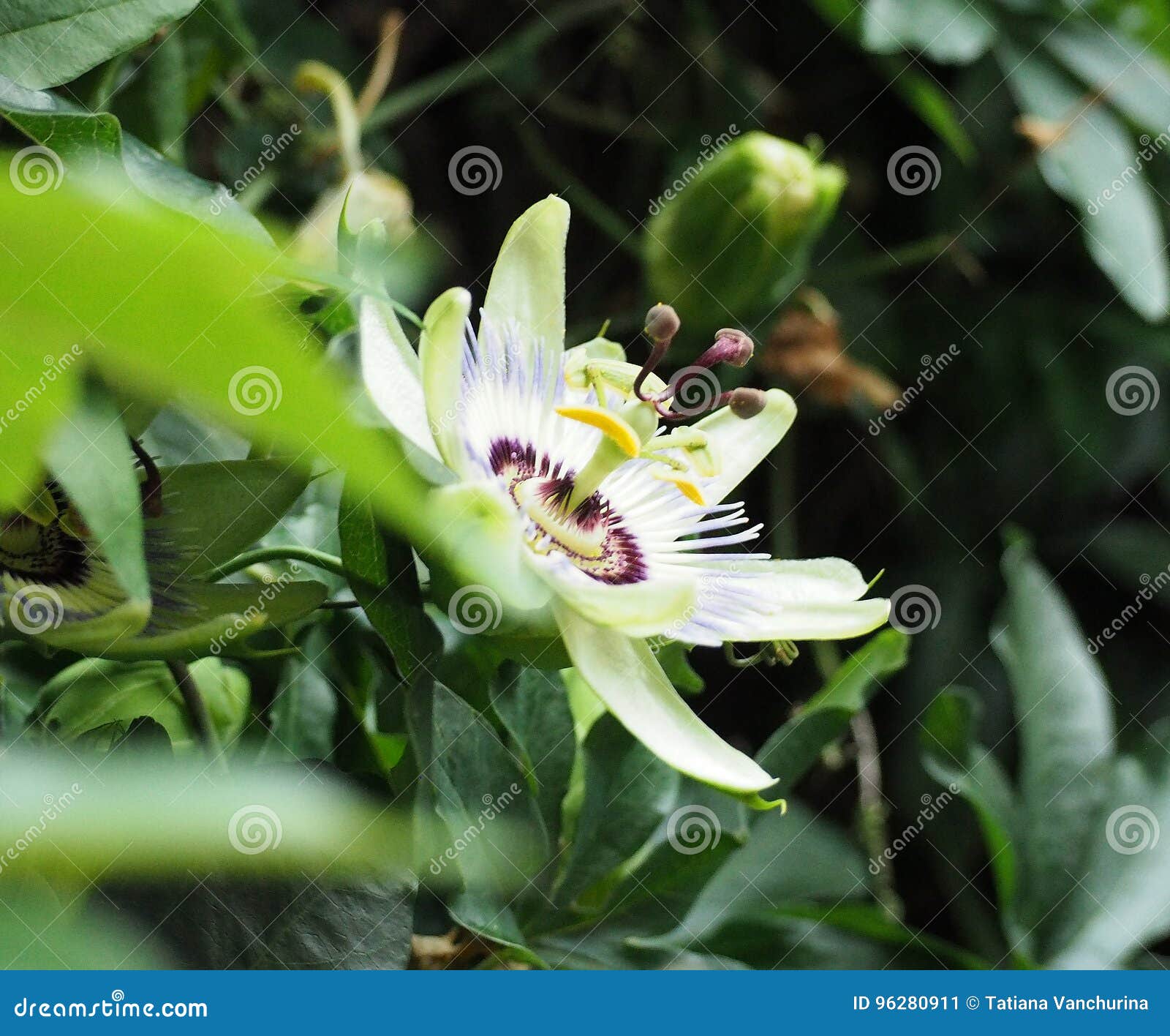 Macro CloseUp of Exotic Passion Fruit Flower Stock Image Image of