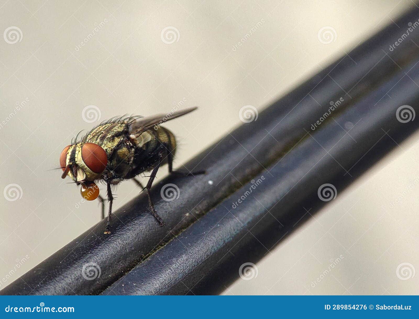 sarcophagidae fly close up macro in the wire
