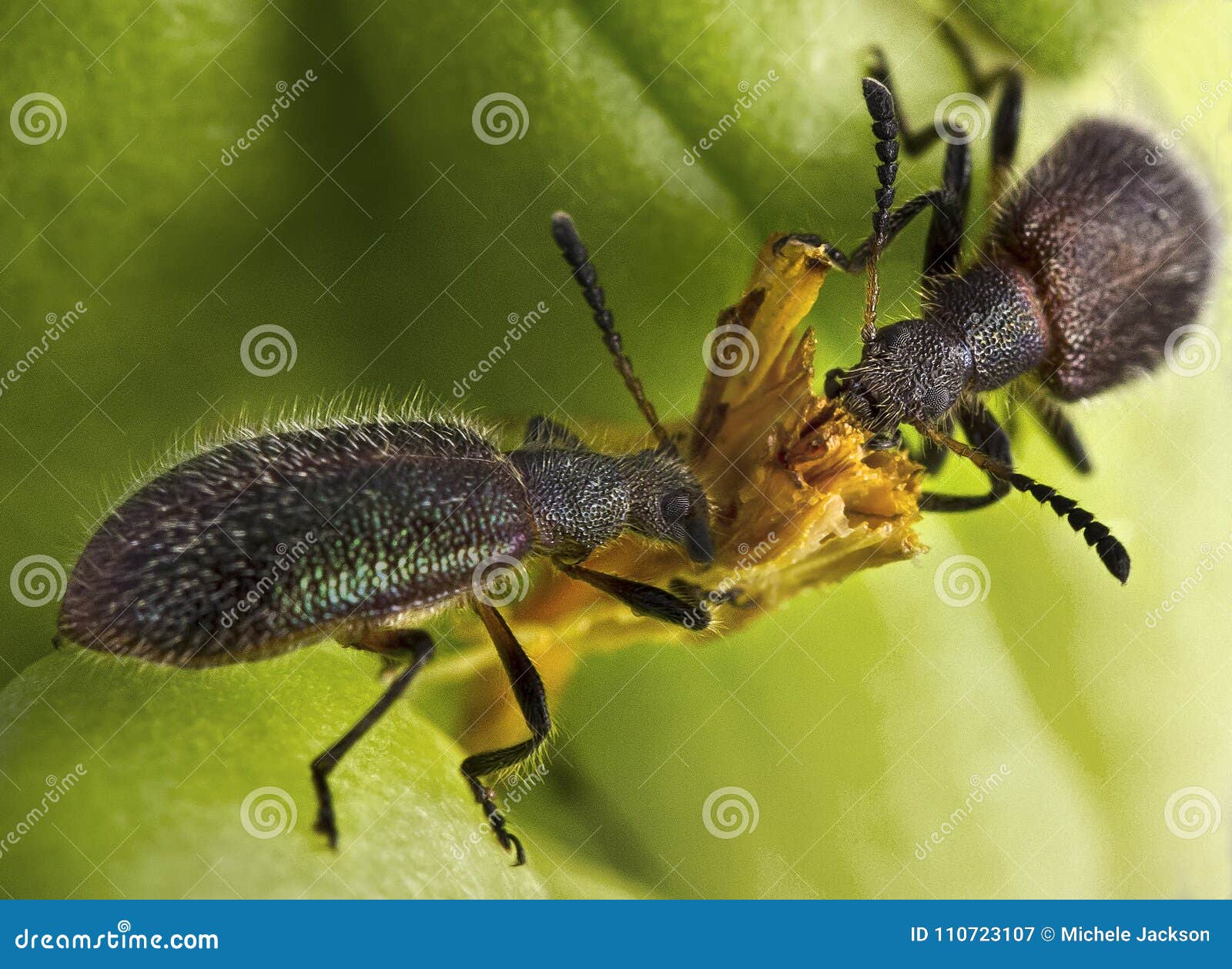 Beetles Eating Together stock image. Image of background 110723107