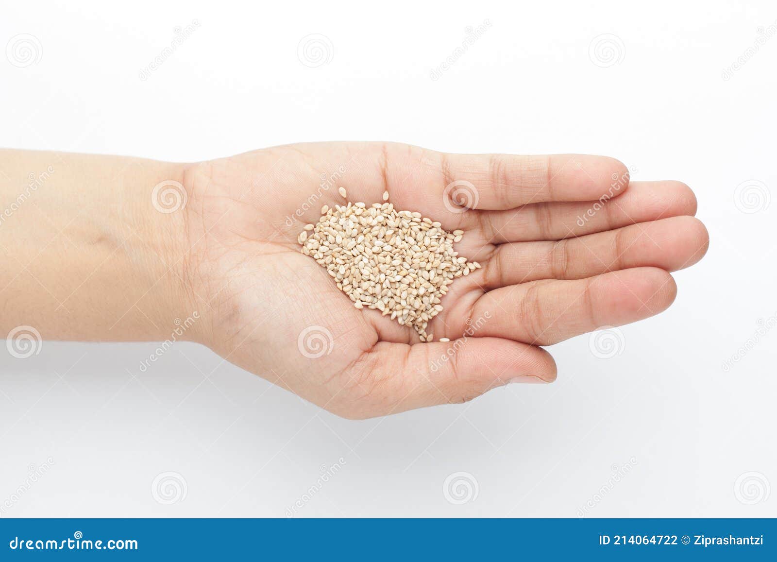 macro close up of organic white sesame seedssesamum indicum or white til with the shell on the palm of a female hand.
