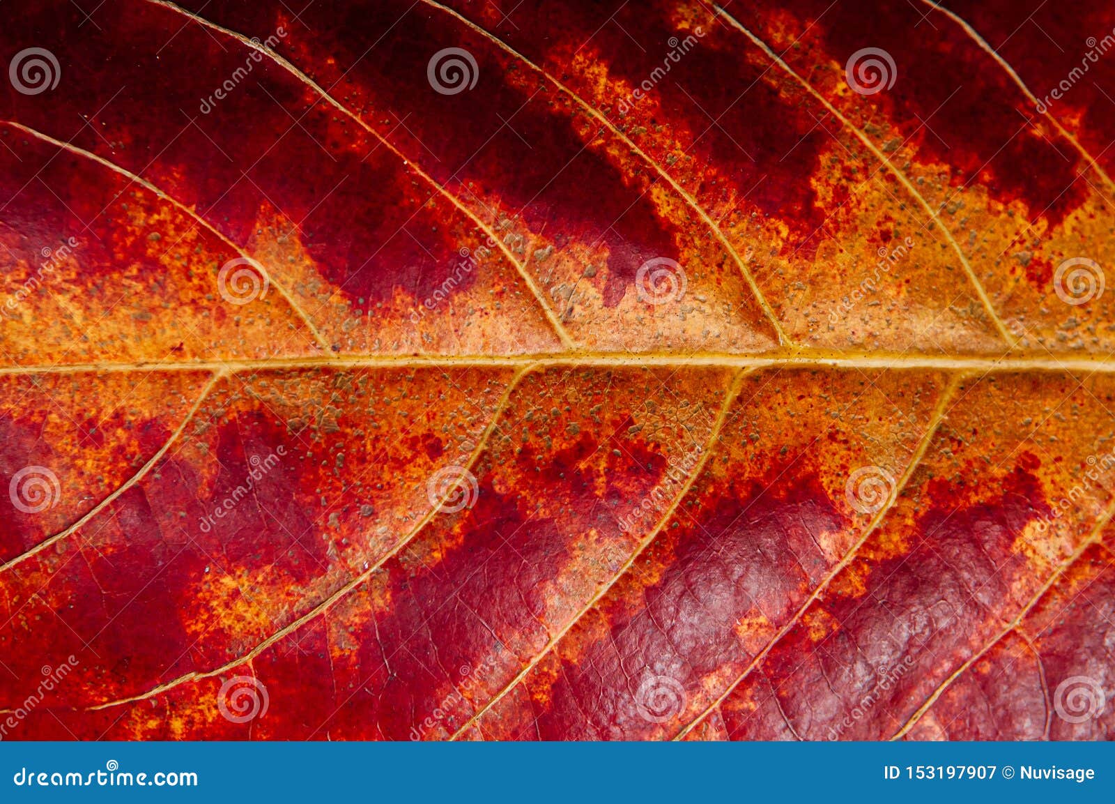 161,616 Wallpaper Red Leaf Stock Photos - Free & Royalty-Free Stock Photos from Dreamstime 161,616 Wallpaper Red Leaf Stock Photos - Free & Royalty-Free Stock Photos from Dreamstime